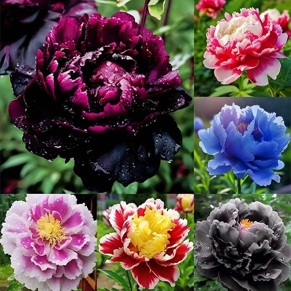 Rare Peony Seeds for Planting - 100+ Peony Seeds Heirloom Seeds Beautiful Flower Seeds Home Garden Bonsai