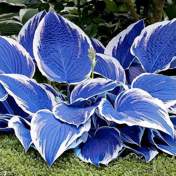 Hosta Plant Seeds Perennial, 200pcs Rare Blue White Large Leaves Grow Easily Hosta Bulb for Outdoor Garden Shade, Indoor Cutting Flower