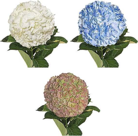 Bloomingmore | Fresh Cut Flowers | Natural Assorted hydrangeas Combo | Pack 30 | Home, Office, Wedding Decor, DIY, Party Event, Housewarming, Teacher and Engagement