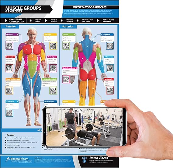 Muscle Groups & Workout Poster - LARGE - A2 (594mm x 420mm) - Anterior & Posterior Muscles Gym Wall Chart - Includes Online Video Training Support