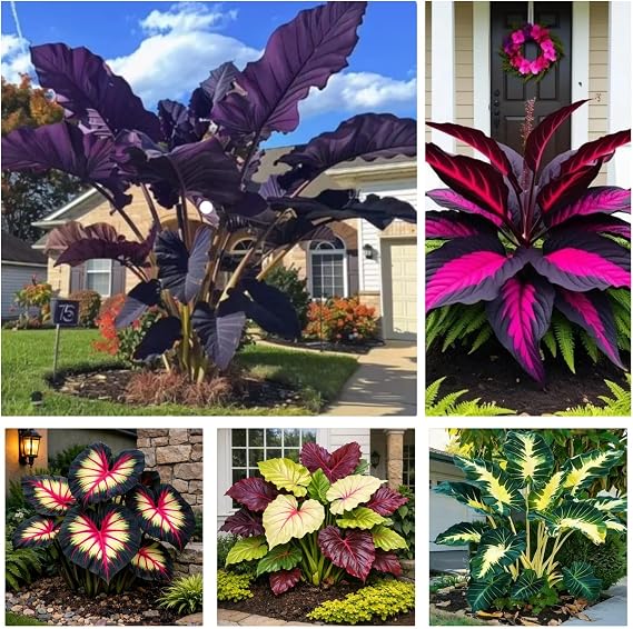 Colorful-leaved Elephant Ear - Low-Maintenance Elephant Ear - Perennial - Garden and Outdoor Ground Cover Decoration - that Grow Fast/Golden Jade Carving-2 Bulbs-B