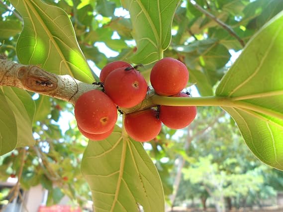 Indian Banyan Tree (Ficus Benghalensis)