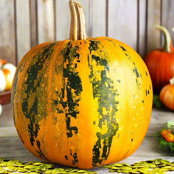 TomorrowSeeds - Kakai Hulless Pumpkin Seeds - 20+ Count - for 2026 Planting Hulless Naked Dark Green Orange Black Stripe Oilseed Styrian Pumpkins Heirloom Squash Grow Your Own Home Farm Patio Healthy