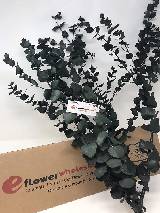 eflowerwholesale Preserved Eucalyptus Green