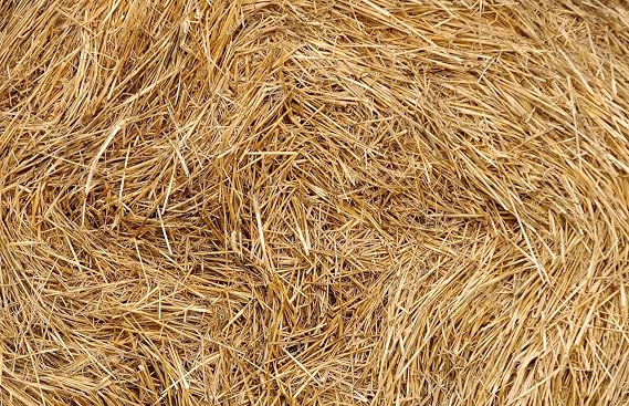 Organic Wheat Straw- 100% Natural Wheat Straw Ideal for Gardening, Decor, Animal Bedding and Eco-Friendly Projects 4 Pounds