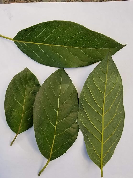 Fresh Avocado Leaves - 30 Leaves
