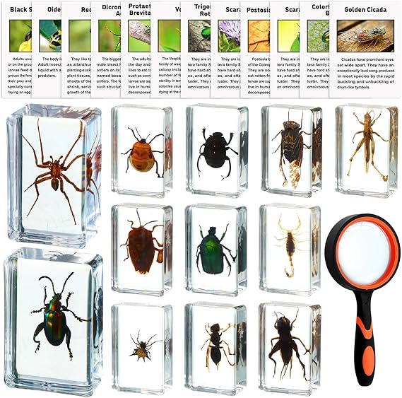GlikCeil 12 Pcs Insect in Resin Specimen Bugs Discovery Kit Collection Paperweight Bug with Information Flash Cards Preserved in Resin with 10x Magnifier for Scientific Educational Display Supplies