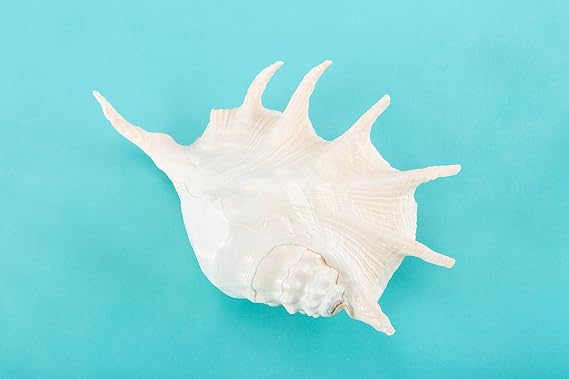 Beach Decor Murex Shell - Large Murex Shell - Coastal Home Decor - Seashells - Seashell Supply - Beach Wedding