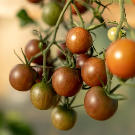 PREMIER SEEDS DIRECT - Tomato Seeds - SUNGOLD Family (SUNCHOCOLA, 10 Seeds)