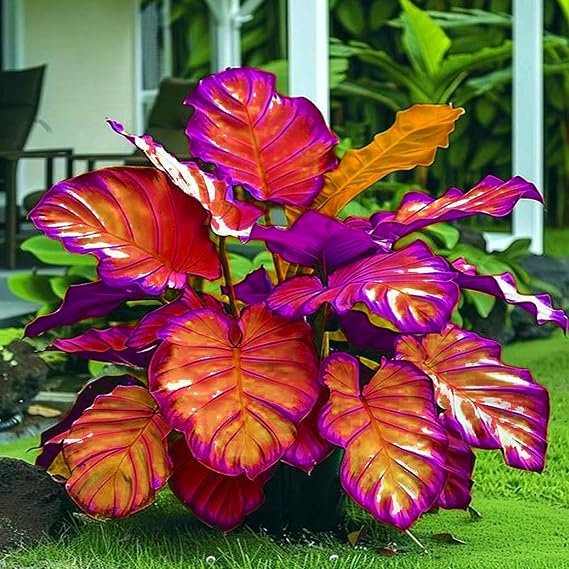 Rare Elephant Ear Bulbs for Planting, Hardy Perennial, Excellent Display, Mix Greening Flower, Natural Organic, Wedding, Balcony Garden-3 Bulbs-D