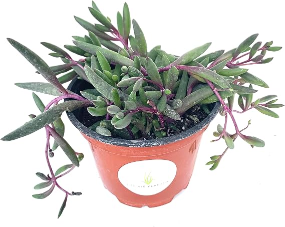 String of Pickles Succulents Ruby Beads Othonna Capensis Rooted in 4" Pot