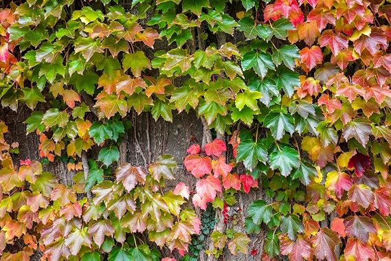 10 Seeds Boston Ivy Parthenocissus Tricuspidata Veitchii Vine