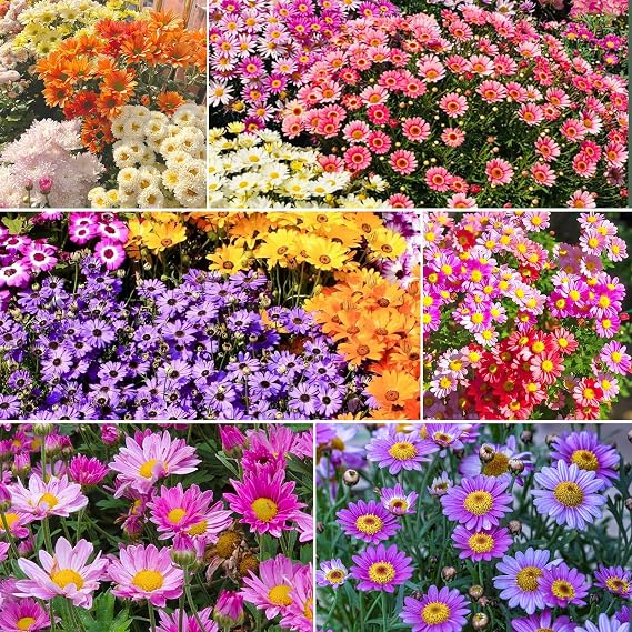 1000+ Pyrethrum Seeds for Planting - Perennial Flower,Attracts Butterflies