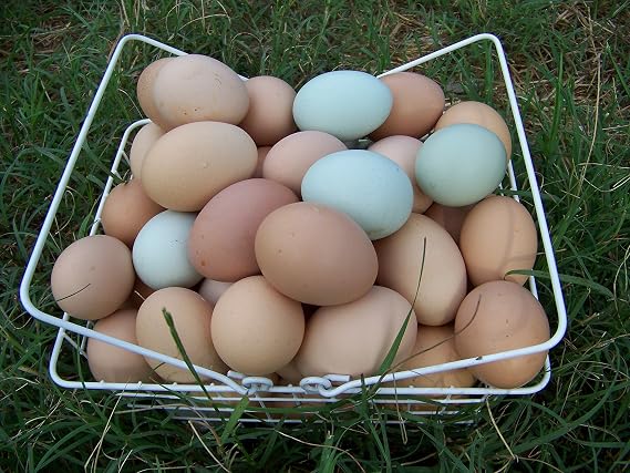Fertile Hatching Eggs