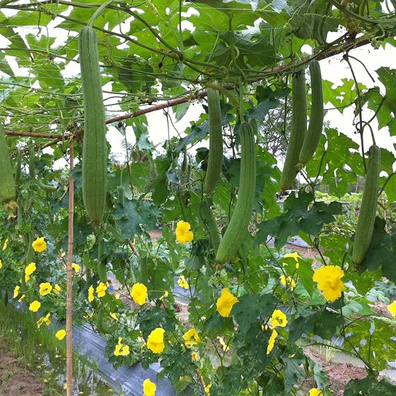 Kitazawa Seed Co Gourd Seeds Dok Hybrid 3 g Non-GMO F1 Hybrid Packet ~15 | Seeds - Asian Garden Vegetable
