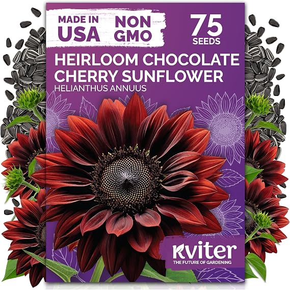 75 Chocolate Cherry Sunflower Heirloom Flower Seeds, Helianthus Annuus