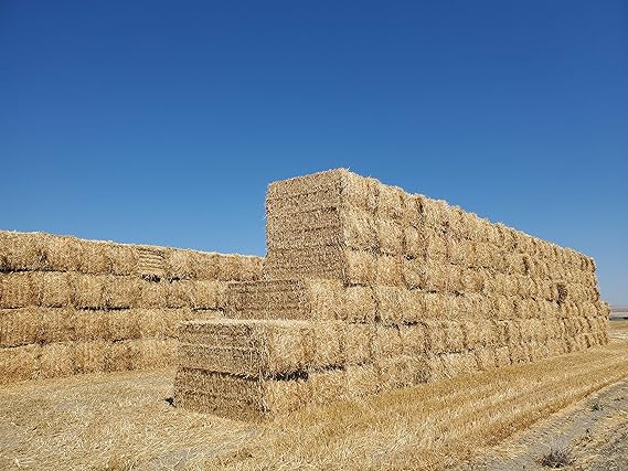 Green Stripe Premium 100% Natural Wheat Straw Grass Harvested 2025, Farmer Direct - Excellent Animal Bedding, Garden Cover, Mulch and Farm Wheat Straw 5lbs